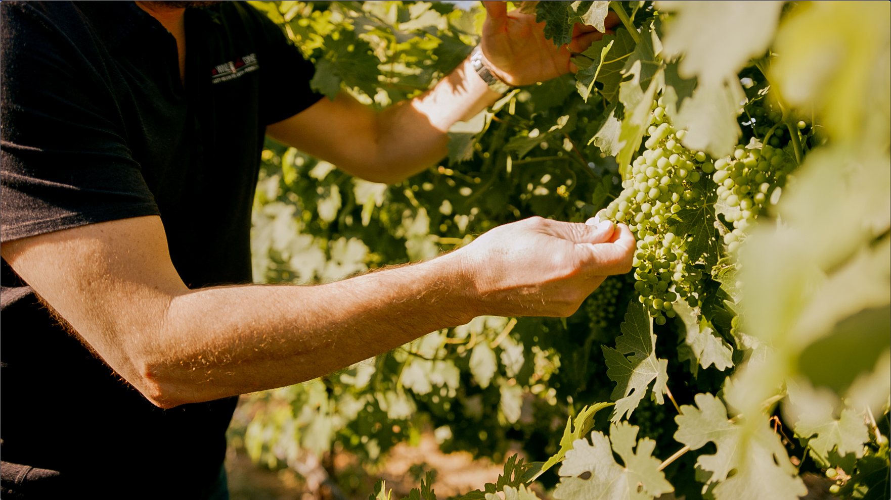 Wine being poured into a glass